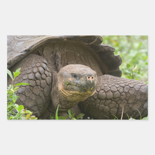 Giant turtle sticker (Front)