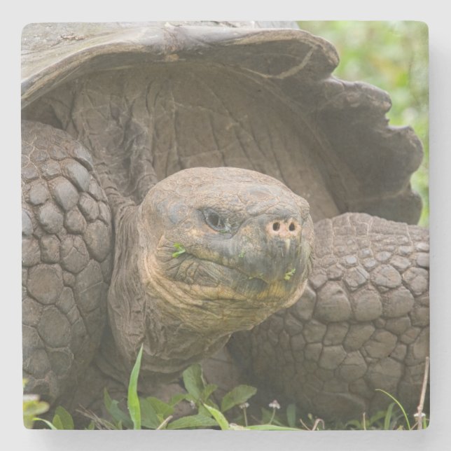 Giant turtle stone coaster (Front)