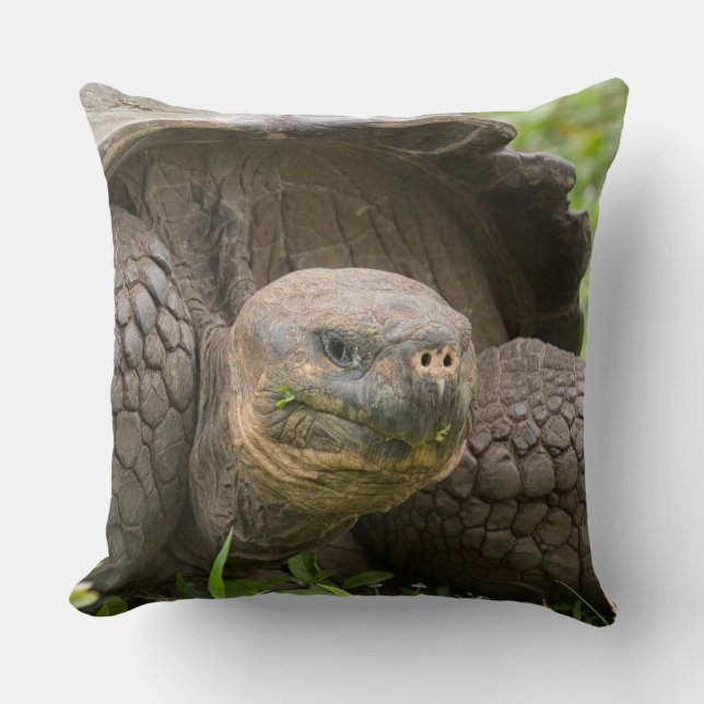 Giant turtle throw pillow (Front)