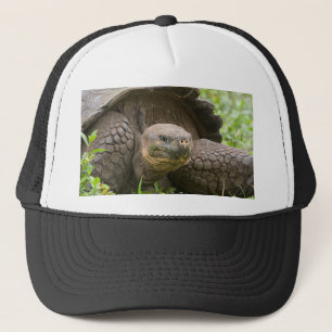 Giant turtle trucker hat
