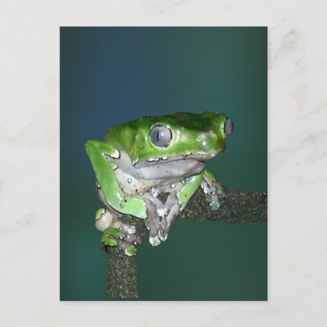 Giant Waxy Monkey Frog Postcard (Front)