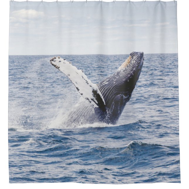 Giant Whale Jumps Out Of Ocean  (Front)