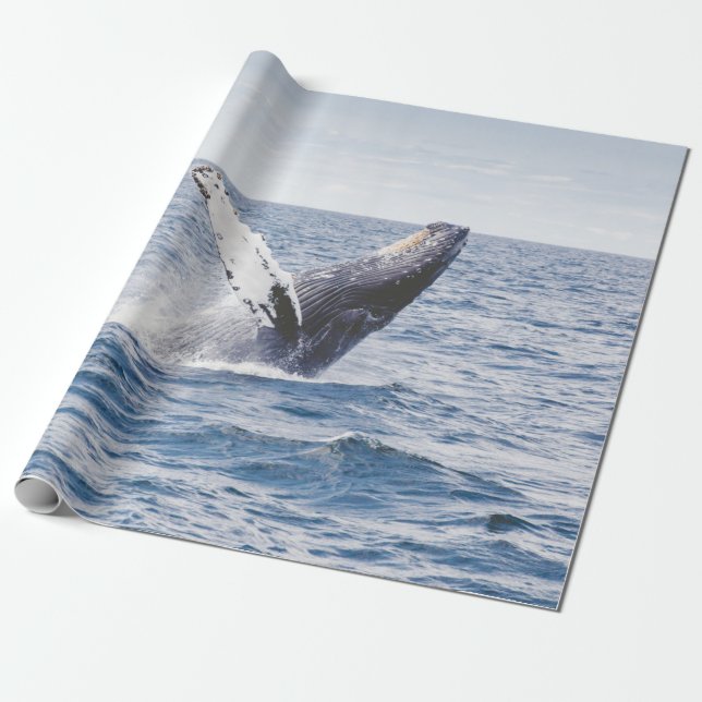 Giant Whale Jumps Out Of Ocean  Wrapping Paper (Unrolled)