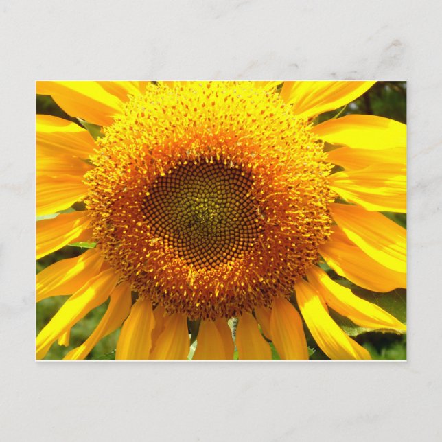 Giant yellow mammoth sunflower photo postcard (Front)