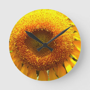Giant yellow mammoth sunflower photo round clock
