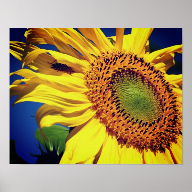 Giant Yellow Sunflower And Insect Friend  Poster (Front)