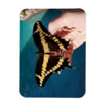 Giant Yellow Swallowtail Butterfly 