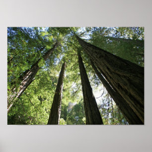 "Giants", Muir Woods Poster