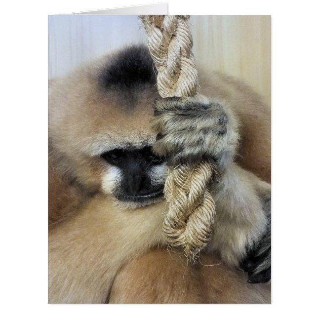 GIBBON CARTE D'ACCUEIL (Devant)