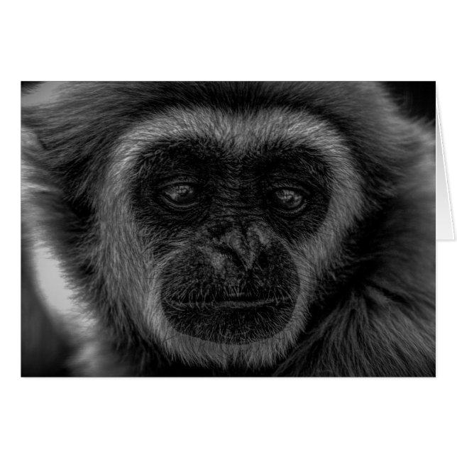 Gibbon faune indonésie mammifère (Devant horizontal)