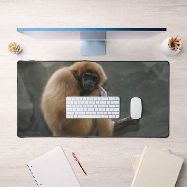 Gibbon lar à la main blanche (Bureau 1)