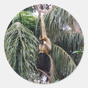 Gibbon Monkey Just Hanging Around, Classic Round Sticker
