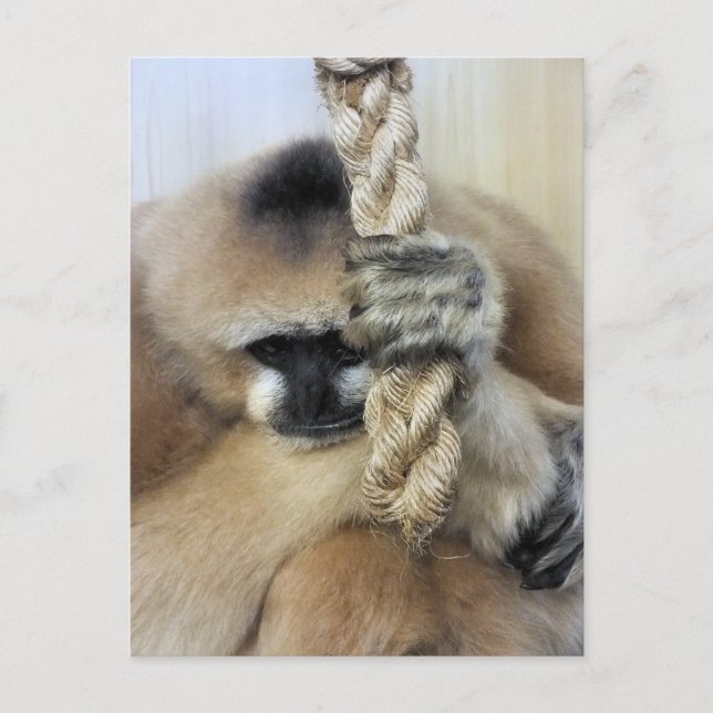 GIBBON POSTCARD (Front)