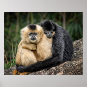 Gibbons Poster
