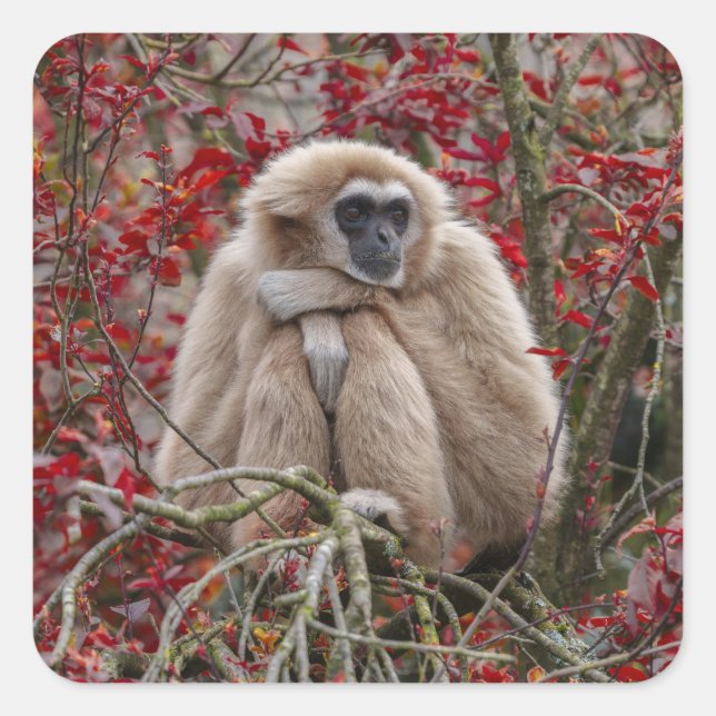 Gibbon's Solitude Square Sticker (Front)