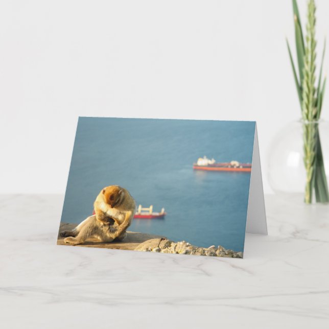 Gibraltar Barbary ape Card (Front)