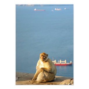 Gibraltar Barbary ape Photo Print