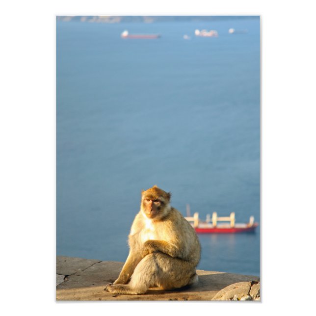 Gibraltar Barbary ape Photo Print (Front)