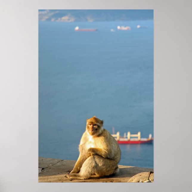 Gibraltar Barbary ape Poster (Front)