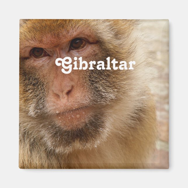 Gibraltar Barbary Macaques Magnet (Front)
