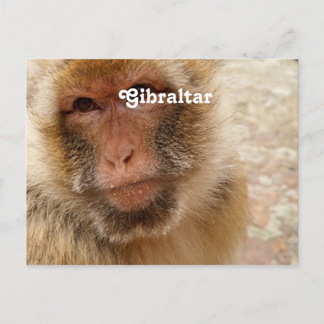 Gibraltar Barbary Macaques Postcard (Front)