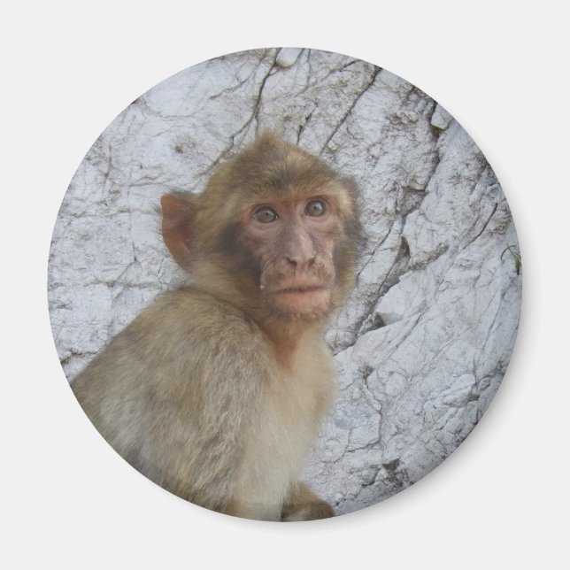 Gibraltar Monkey magnet (Front)