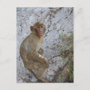Gibraltar Monkey postcard, customize Postcard