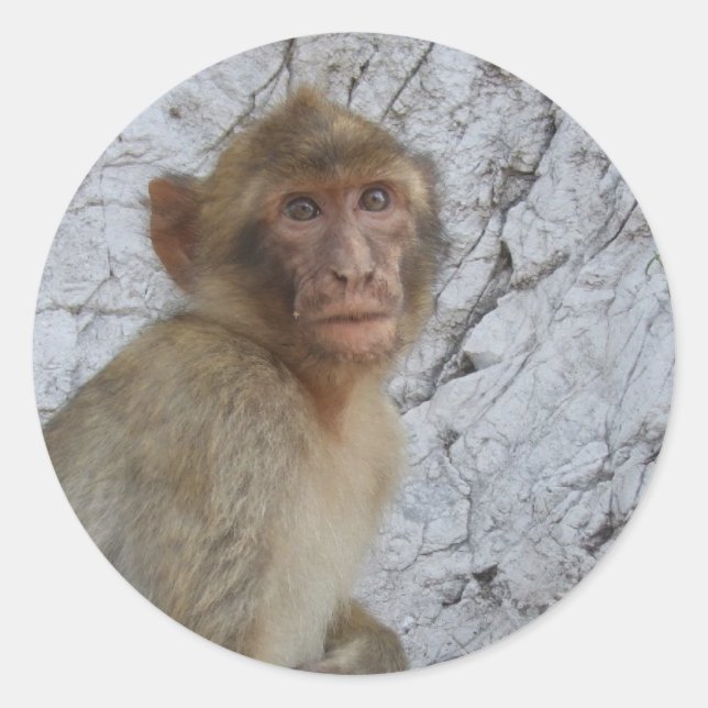 Gibraltar Monkey stickers (Front)