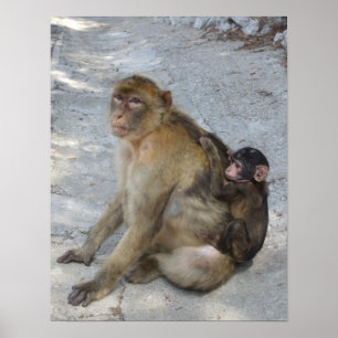 Gibraltar Monkeys poster