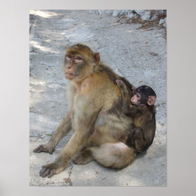 Gibraltar Monkeys poster (Front)