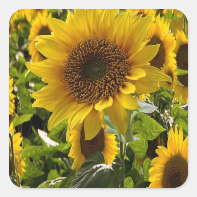 Gift Bags Sunflowers Square Sticker (Front)