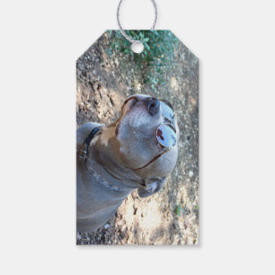 Gift For A Cool Guy Pitbull Gift Tags