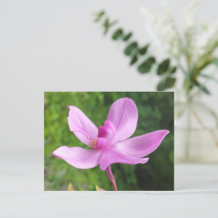 GIFT FOR NATURE LOVER WITH FLOWER POSTCARD