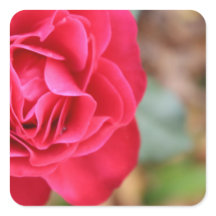 Gift with rose for Valentine's Day