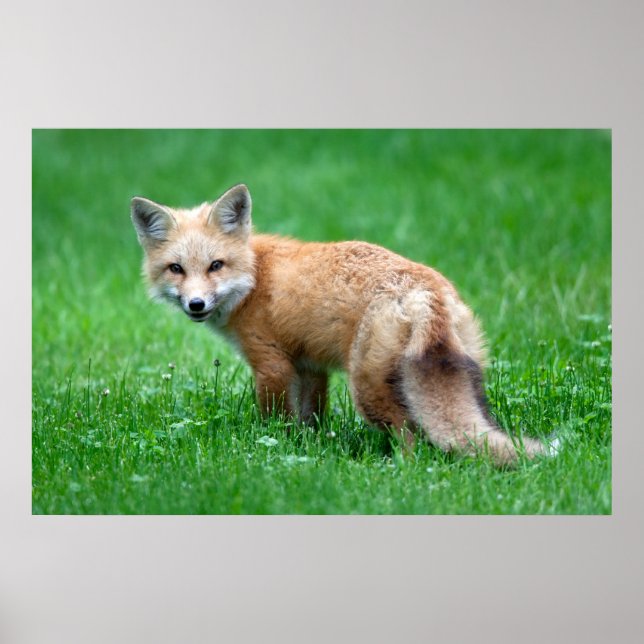 Gigantic Red Fox Poster (Front)