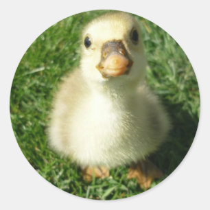 gijs classic round sticker