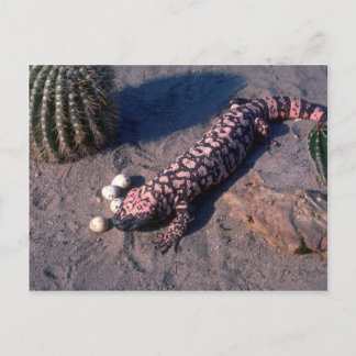 Gila Monster Lizard eating Desert Quail eggs Postcard