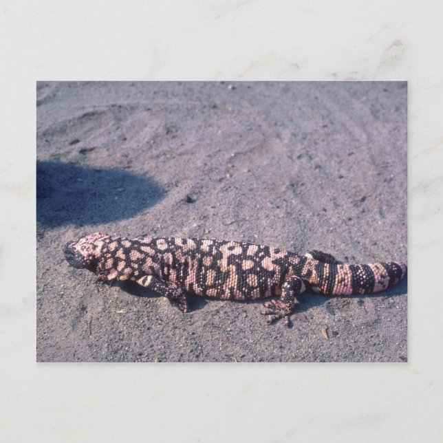 Gila Monster Lizard Postcard (Front)