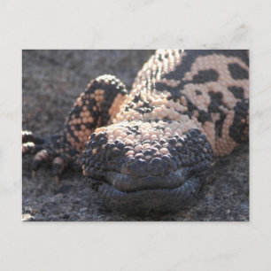 Gila Monster Postcard