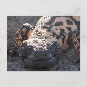 Gila Monster Postcard