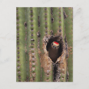 Gila Woodpecker in Saguaro Postcard