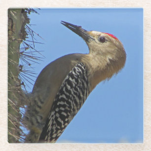 Gila Woodpecker Photo Unique Southwest Desert Bird Glass Coaster