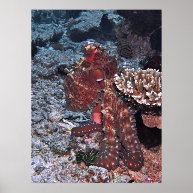 Gili Octopus Portrait Poster (Front)
