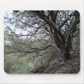 Gilroy Hot Springs - manzanita tree - mousepad