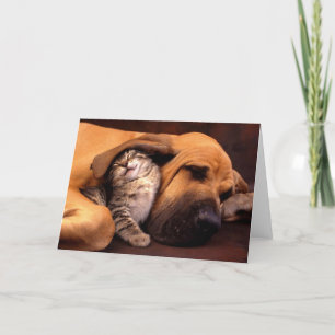 Gimme shelter... card