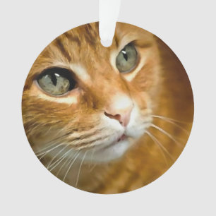 Gingembre adorable Tabby Chat Poster Portrait anim