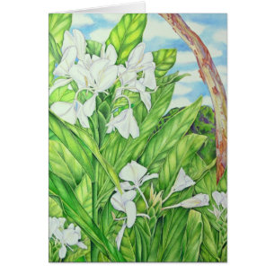 Gingembre de blanc de Tantalus