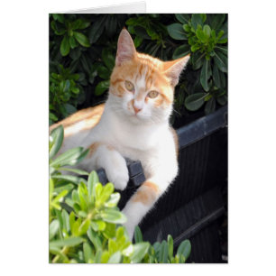 Gingembre et chat blanc