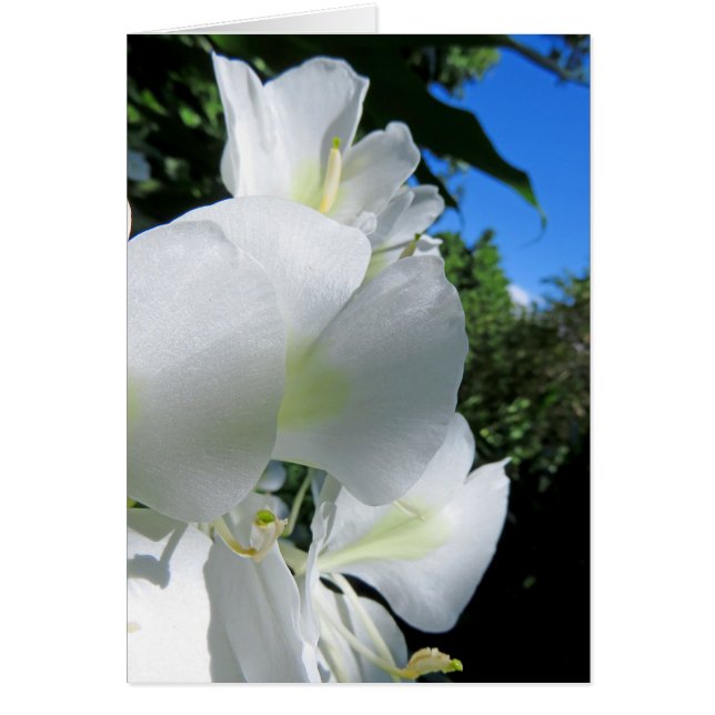 Gingembre hawaïen (Devant)