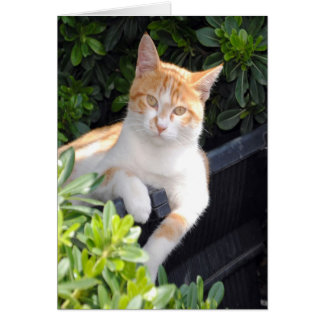 Ginger and White Cat